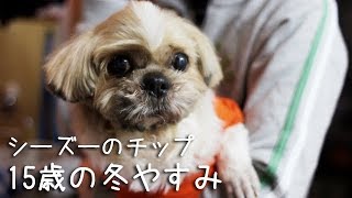 シーズーのチップ　15歳の冬やすみのはじまり　An Adorable Old Shih Tzu