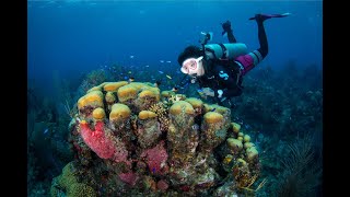 中南美潛水 墨西哥 伯利茲 秘魯 厄瓜多爾 美洲鱷 伯利茲大藍洞 cenote 加拉帕戈斯