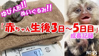 【潰れそうな大きさ】体重測定　コモンマーモセットの赤ちゃん  生後3日目～5日目　 飼育日記（NO.55）【コモンマーモセット飼育係】monkey marmoset Baby