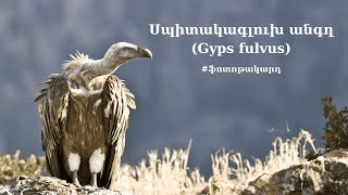 Սպիտակագլուխ անգղ (ֆոտոթակարդ)