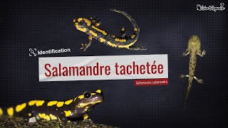 Vision turquoise : Identification de la salamandre tachetée