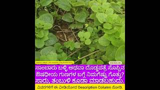 ಸಾಂಬಾರು ಬಳ್ಳಿ / ದೊಡ್ಡ ಪತ್ರೆ ಸೊಪ್ಪು; Rasam, Tambuli ತುಂಬಾ Tasty; Medicinal Plant, See Description