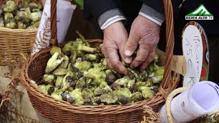 VI Certame Gastronómico do Míscaro em Aguiar da Beira