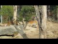 19111003 과천 서울 대공원 호랑이 펜자 가족 4남매 한라 백두 태백 금강 펜자 korean tiger family