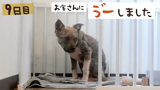 牧場に捨てられてた犬との生活9日目 来客に怖がってしまいました