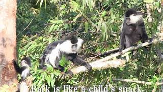 The colobus baby want to play with others, but コロブスの赤ちゃん