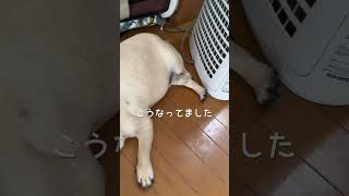 紛らわしい寝方をするパグ犬