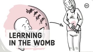 Prenatal Development: What Babies Learn in the Womb
