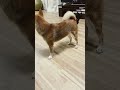 【多頭飼い】遊んで欲しい弟🐕→柴犬と迷惑そうにあしらう兄🐈‍⬛→黒猫 兄弟 犬と猫 犬と猫どっちも飼ってると毎日たのしい