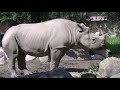 meal of rhinoceros　サイ、サミア ♀ の食事