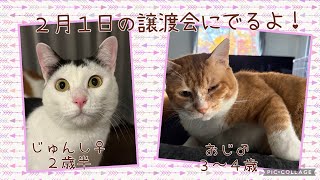 【譲渡会】2025年2月1日（土）猫にゃんネットワーク府中さん主催の譲渡会に参加の猫（おじ、じゅんし）の紹介！【ラブハピ府中支部】