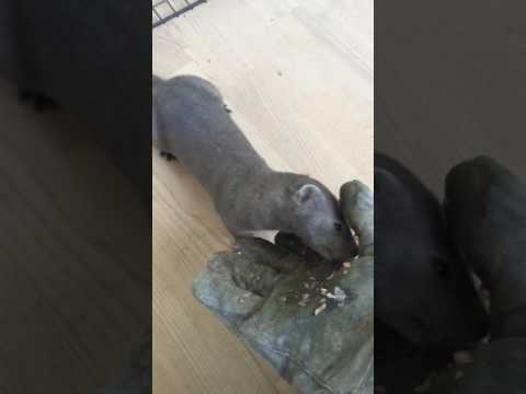 Escaped mink from farm Escaped mink from farm