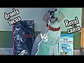 royal canin vs drools focus which my labrador puppy likes the most lets see ..#royal canin vs drools