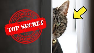 8 Surprising Things Your Cat Knows About You 👀
