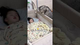 两只猫这是看不起我？猫和孩子 猫咪带娃 心思全写在脸上的猫 超有爱 猫咪的迷惑行为