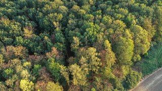 Tasmania ‘does forestry really well’