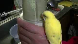 セキセイインコちろちゃん　電動ミルに興味津々