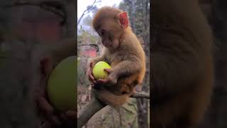Little monkey baby eating apple 🍏🐒#dzistic