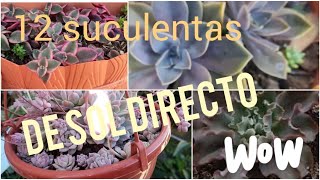 12 SUCULENTAS DE SOL DIRECTO Y SUS CUIDADOS 😍👌#suculentasdesoldirecto