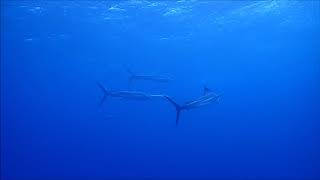 サーウェス　与那国島　西崎　バショウカジキ