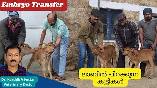 Farming malayalam|Dairy farm|Cow farming malayalam|ഭ്രൂണ കൈമാറ്റം|KLDB #farmingmalayalam #farmstory