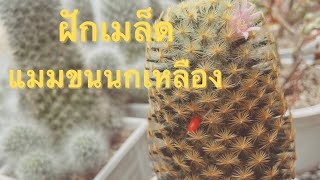 ฝักเมล็ดแมมขนนกเหลืองเป็นยังไง | วิธีผสมเกสรแมมขนนกเหลือง | Pimdiary |EP75 #แมมขนนกเหลือง #แคคตัส