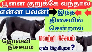 Poonai sagunam in thamil. பூனை குறுக்கே போனால் என்ன பலன்? 100% உண்மை,True.