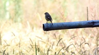 ジョウビタキ・メス・栗林 / Daurian redstart, female, chestnut grove