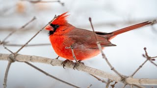 Beautiful Relaxing Hymns, Peaceful Calm | Nature Relax Video with Real Birds' Chirping | SUN MEDIA