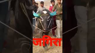 जगीरा लोनी बहादरपुर का हेला || किंग ऑफ बहादरपुर|| #win #takkar