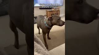 Endless sneezes🥹 #funny #funnypetslife #funnyvideo #pets #dog