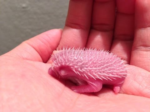 Baby hedgehogs newborns! Part 1 Baby hedgehogs newborns! Part 1