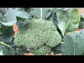 i wish i knew this method sooner – broccoli grows 10 times faster than normal