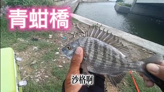 都拿7尺了還是斷竿尾😂#前打#釣魚 #黑格 #沙格#紅槽#紅點石斑#瓜瓜 #救生衣記得要穿喔#安全第一#雲林口湖  #青蚶橋