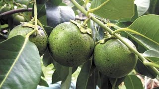 Jual bibit buah Black Sapote \u0026 bibit sawo hitam dll WA 085233852147 jual bibit tanaman buah