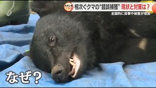 捕獲したクマをなぜ山に返すの？　シカ用ワナに2カ月で9頭「放しても戻ってくる。駆除も視野に」猟友会　静岡