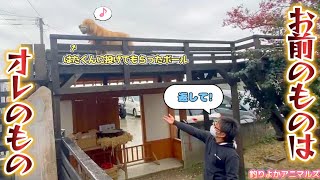 【釣りよかアニマルズ】はたくんとキャッチボールができないまるくん(笑) Part.271