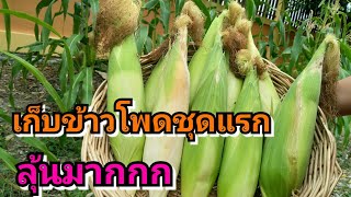 ข้าวโพดข้าวเหนียวปลูกหน้าบ้าน