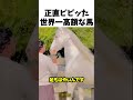 世界一高額な馬🐴