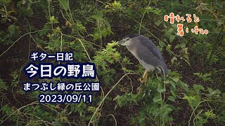 ギター日記　今日の野鳥　・　まつぶし緑の丘公園　2023年9月11日