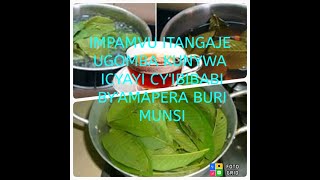 ICYAYI CY'IBIBABI BY'AMAPERA / AKAMARO GATANGAJE K'ICYAYI CY'IBIBABI BY'AMAPERA!