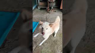 うち犬散歩はランニング(に近い)#dog#白柴犬#ラッキー