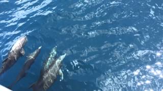 Dolphin Pod with Cormorant Cruise | Haugan Cruises: Galapagos Cruises Redefined