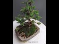 เปลี่ยนสนเลื้อยราคาถูกเป็นบอนไซจิ๋วเท่ๆ ง่ายๆ แบบบอนไซครีเอท how to make beautiful juniper bonsai