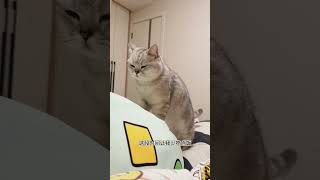 明明有脖子啊😖 谁能拒绝傻憨憨的小猫咪 猫咪踩奶 猫猫就是小宝宝啊 呆萌猫猫 猫猫这么胖还这么委屈