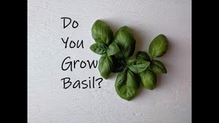 Let's Talk Basil- How to Prevent Bolting and The Best Way to Store It