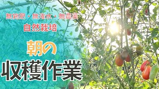 朝の収穫作業と圃場の様子【#自然栽培 #家庭菜園】