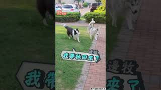 飼主鬆開牽繩邊牧秒察覺！「二哈跑走」飛速幫拖回來｜TVBS新聞｜擠看看 #shorts