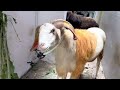 Bakra Eid sheep 2022