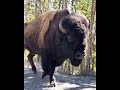 Wild YAK attitude (VIDDOSE)